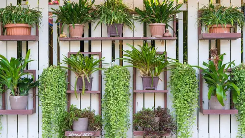 Come creare un giardino verticale in casa