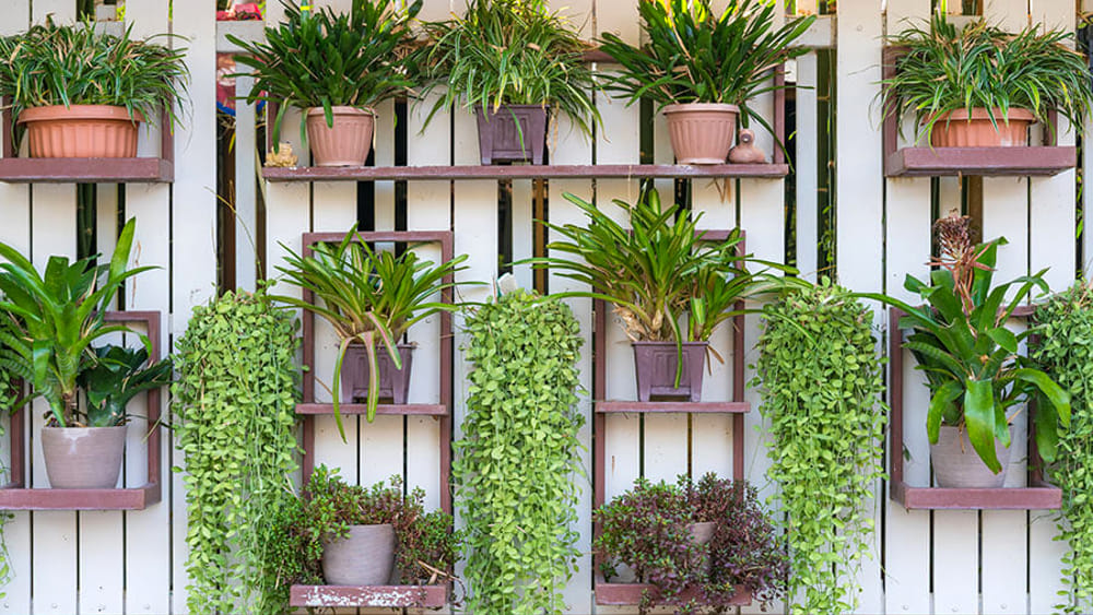 Come creare un giardino verticale in casa