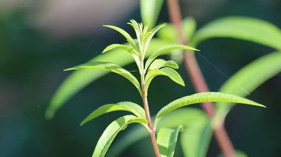 Come coltivare la pianta di citronella