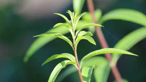 Come coltivare la pianta di citronella