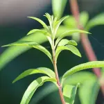 Come coltivare la pianta di citronella