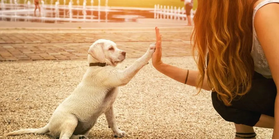 Come addestrare il tuo cane a rispondere ai comandi di base