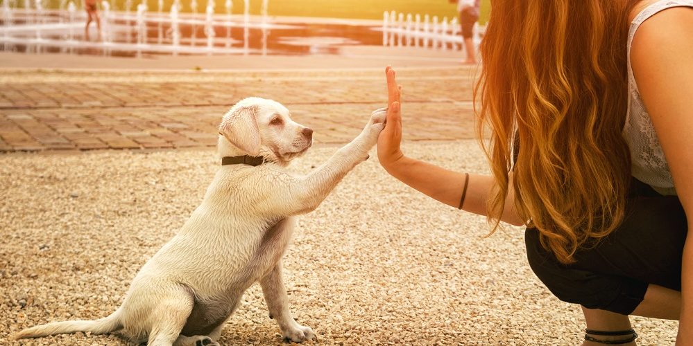 Come addestrare il tuo cane a rispondere ai comandi di base