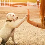 Come addestrare il tuo cane a rispondere ai comandi di base
