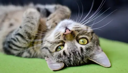 Il tuo gatto ti graffia tutta la casa? Ecco come fare per evitarlo!