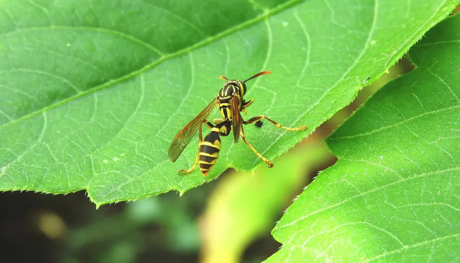 Cosa mangiano le vespe?