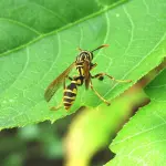 Cosa mangiano le vespe?