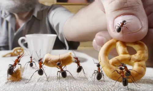 Come fare ad eliminare le formiche in casa: 5 metodi