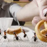 Come fare ad eliminare le formiche in casa: 5 metodi