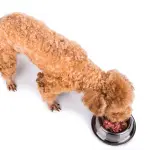 Pro e contro di una dieta BARF per cani