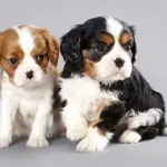 Piccoli Accorgimenti per la Cura del Cane