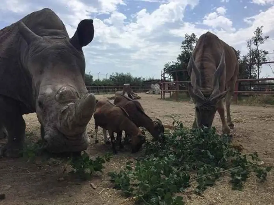 Come fare per conoscere nuovi animali