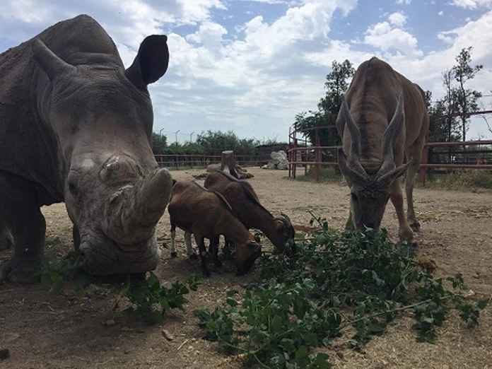 Come fare per conoscere nuovi animali