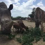 Come fare per conoscere nuovi animali