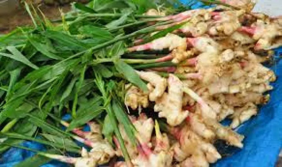 Come fare a coltivare lo zenzero