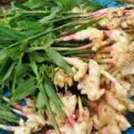 Come fare a coltivare lo zenzero