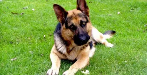 Come fare per sollevare un cane adulto