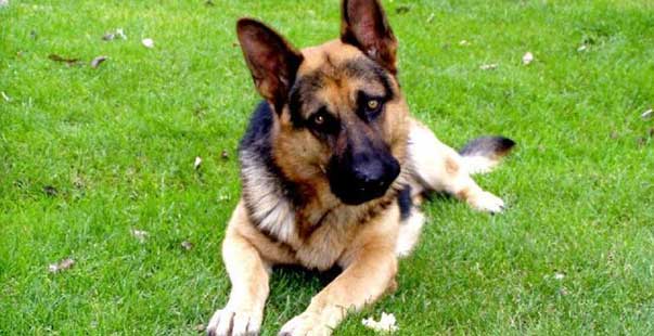 Come fare per sollevare un cane adulto