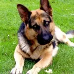 Come fare per sollevare un cane adulto