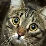 Come fare il lavaggio degli occhi del gatto