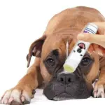 Come fare se il cane ha il naso infiammato