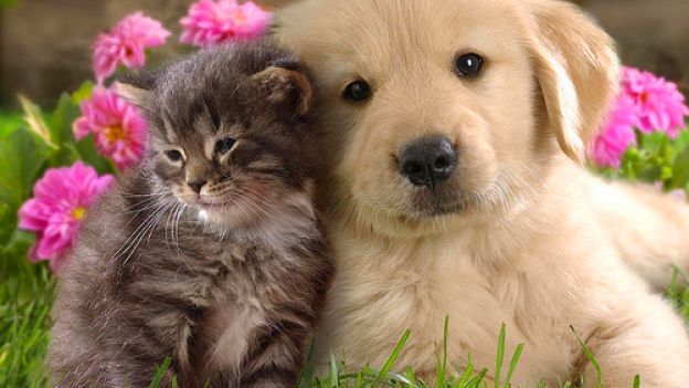 Come fare a togliere i peli di cani e gatti dai tessuti