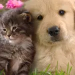 Come fare a togliere i peli di cani e gatti dai tessuti