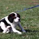 Come fare a scegliere il guinzaglio per il cane