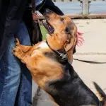 Perché il cane salta addosso alle persone?