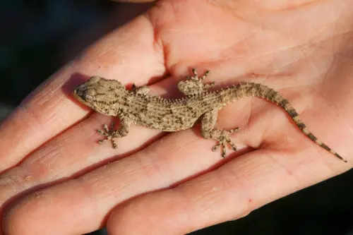 Catturare un Geco in casa