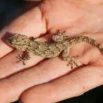 Catturare un Geco in casa