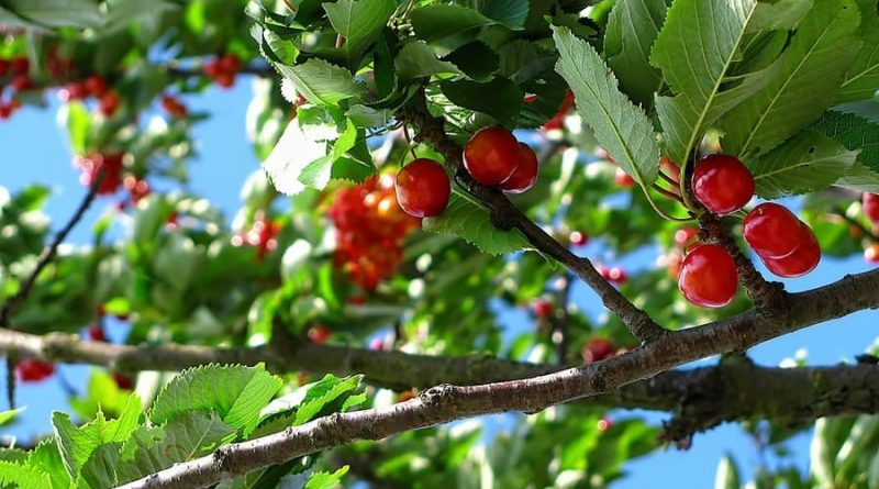 Come innestare alberi da frutto