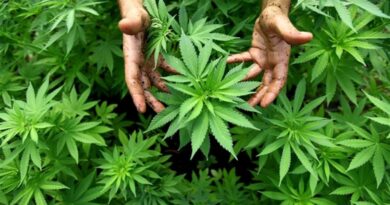 Come coltivare la cannabis