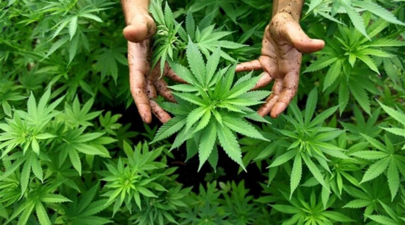 Come coltivare la cannabis